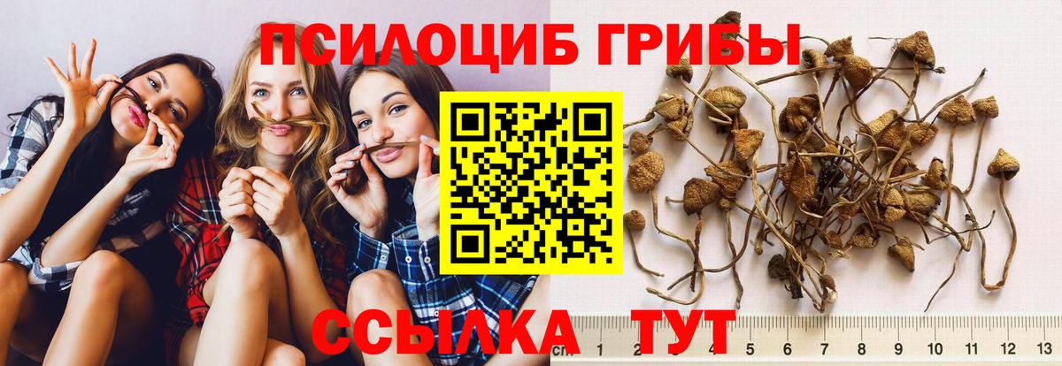 Псилоцибиновые грибы GOLDEN TEACHER  Псилоцибиновые грибы MAGIC MUSHROOMS  Вход с VPN  Куйбышев 